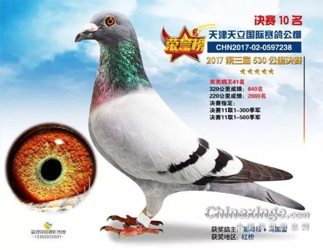 天津和平鸽归巢主人激动吹哨迎接天津和平鸽归巢，主人激动吹哨迎接